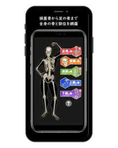 3D Bone Memorization