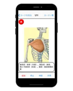 Muscle Memorization